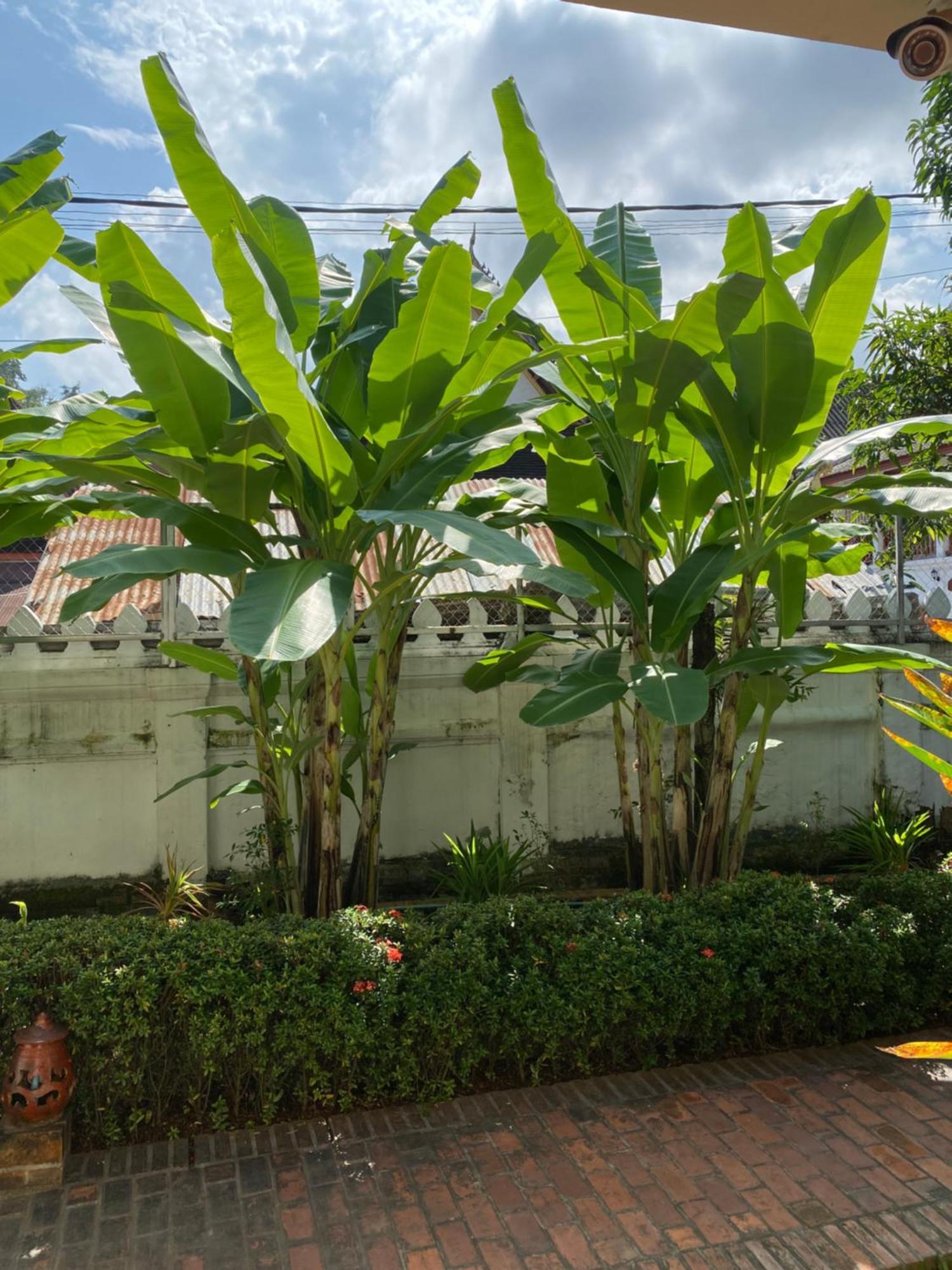 Luang Prabang Residence & Travel Exteriér fotografie